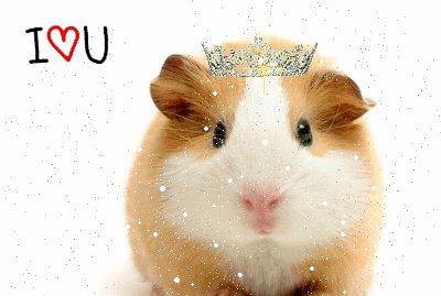 guinea-pig-42-i-love-you-guinea-pig