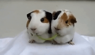 guinea-pig-43-romeo-and-juliet-guinea-pigs