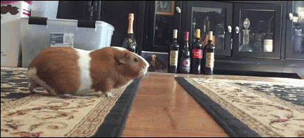 Guinea Pig GIFs - 133 Animated GIF Pics of Cute Rodents