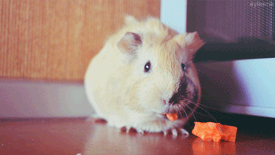 guinea-pig-55-guinea-pig-eating-carrots