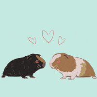 guinea-pig-59-two-guinea-pigs-in-love