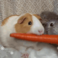 guinea-pig-60-eating-carrot-with-friend