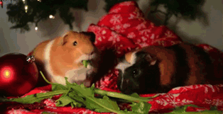 GIFs de cobaias - 133 GIFs animados de roedores fofos