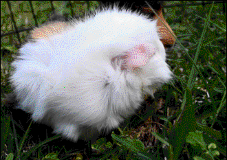 guinea-pig-86-white-fluffy-guinea-pig