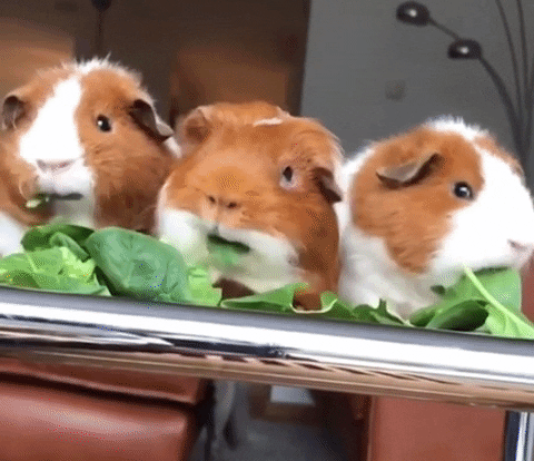 guinea-pig-9-cute-trio-eating