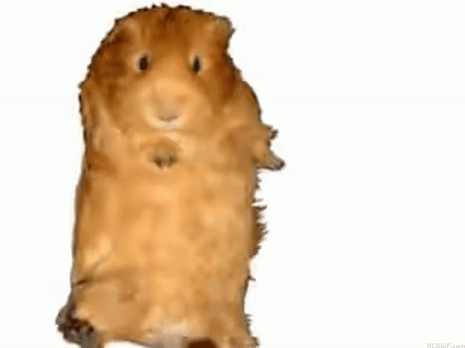 guinea-pig-acegif-15-dancing-guinea-pig