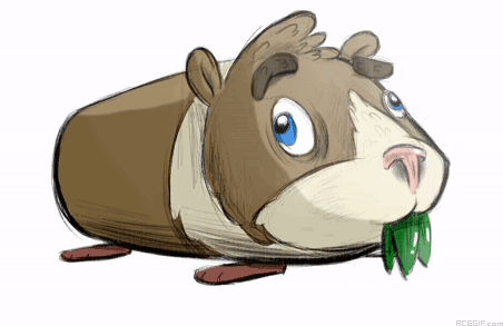 guinea-pig-acegif-16-guinea-pig-eating-with-funny-face