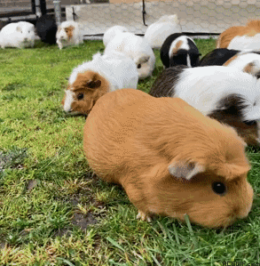 guinea-pig-acegif-22-guinea-pig-with-bright-grass