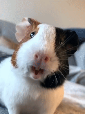 guinea-pig-acegif-27-sniffing-funny-guinea-pig