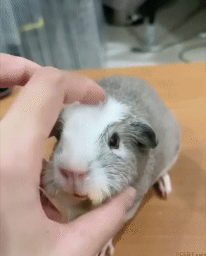 guinea-pig-acegif-30-massage-for-guinea-pig