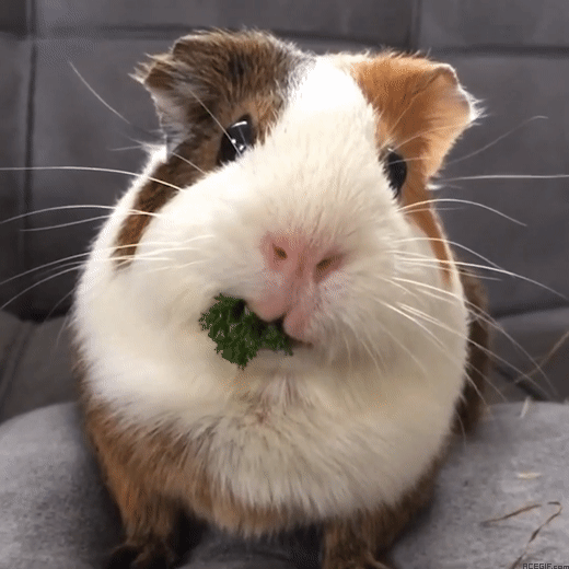guinea-pig-acegif-34-guinea-pig-eating-little-salad