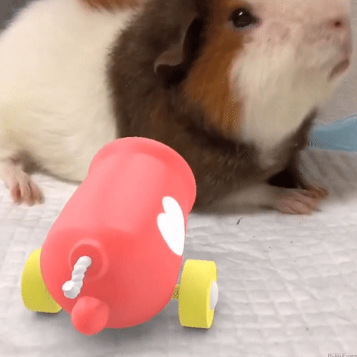 guinea-pig-acegif-35-love-cannon-guinea-pig