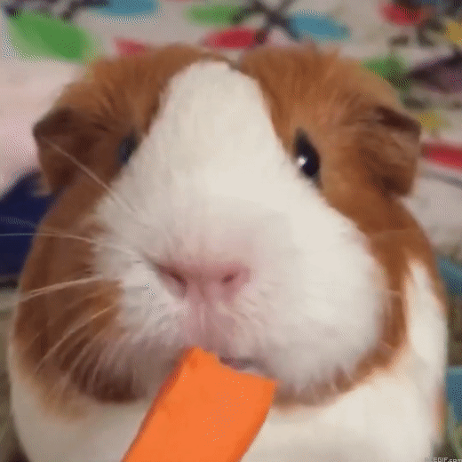 guinea-pig-acegif-39-guinea-pig-eating-carrot