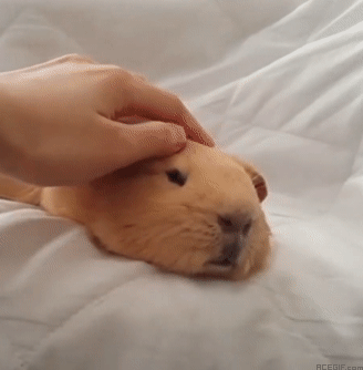 guinea-pig-acegif-44-comforting-little-guinea-pig