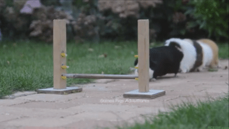 guinea-pig-acegif-47-guinea-pig-jumping-cute