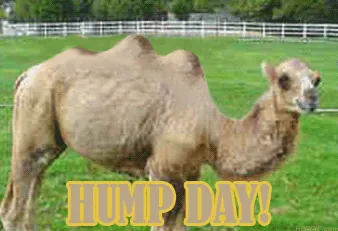 happy-hump-day-acegif-12-waving-camel-hump-day.gif.webp