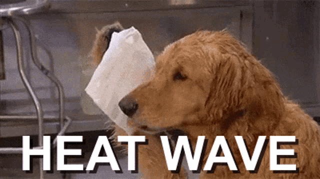 Funny Heat GIFs - 100 Animated GIF Pics of Hot Weather