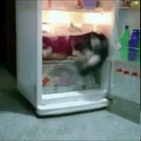 hot-weather-25-dog-and-fridge