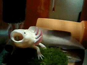 Axolotl GIF-Bilder
