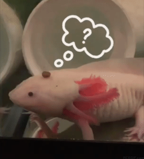 Axolotler GIF