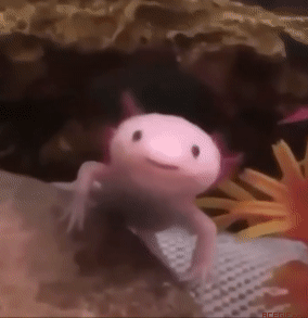 Axolotl GIFs