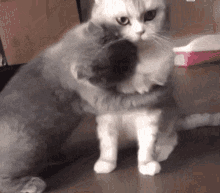 Gato abrazo GIFs - 110 imágenes GIF en movimiento