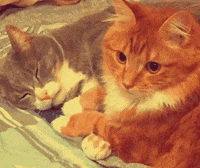 cat-hug-12-cats-hugging-one-sleeps