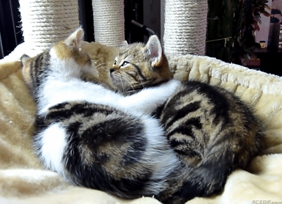 cat-hug-12-tongue-cats-hug-acegif