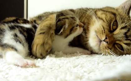 cat-hug-13-cat-mommy-and-kitten-hugs-acegif