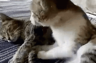 Кошачьи объятия гифки - 110 движущихся картинок GIF