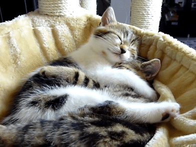 cat-hug-15-kittens-hugging-cuties-acegif