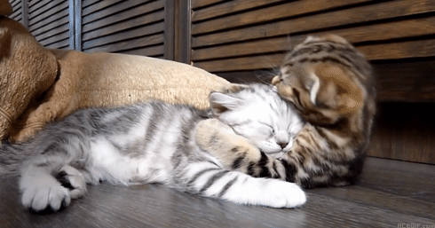 cat-hug-16-hugging-cats-laying-on-the-floor-acegif
