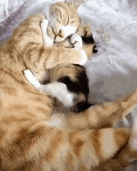 cat-hug-16-little-cat-hugs-big-one