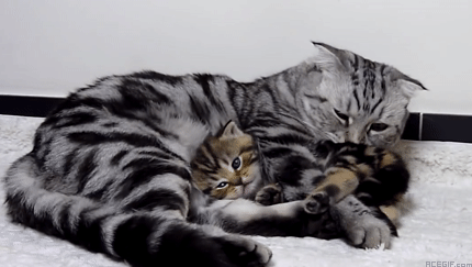 cat-hug-17-super-cute-hugging-cat-and-kitten-acegif