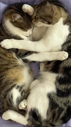 Кошачьи объятия гифки - 110 движущихся картинок GIF