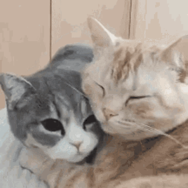 cat-hug-19-two-super-fluffy-cats