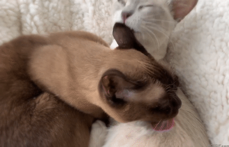 cat-hug-20-hugging-cats-lick-each-other-acegif