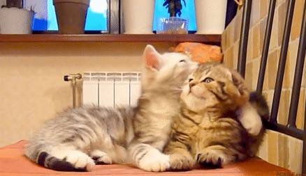 cat-hug-21-cute-kittens-hug-on-chair-acegif