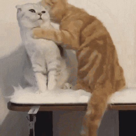 cat-hug-22-hug-attack-from-prange-cat