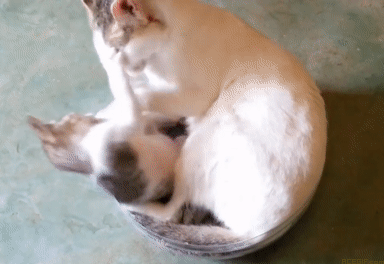 cat-hug-22-lovely-mother-licking-and-hugging-kitten-acegif