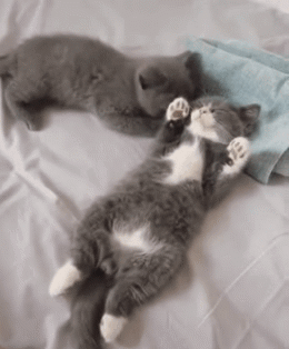 cat-hug-23-kittens-little-hugs