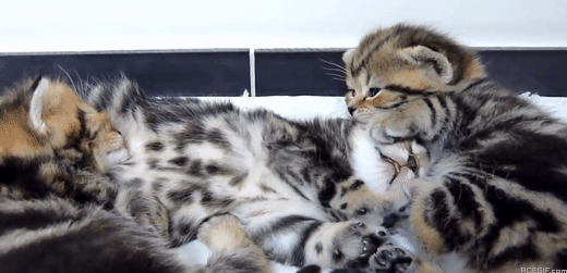 cat-hug-23-lots-of-hugging-kittens-acegif