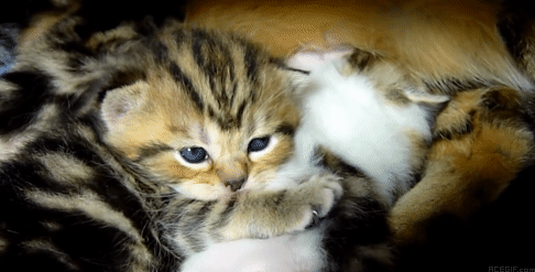 cat-hug-24-super-cute-kitten-acegif