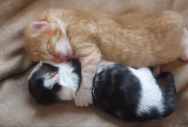 cat-hug-26-tiny-kittens-hugging-acegif