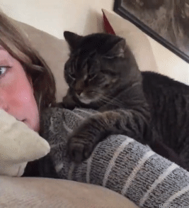 cat-hug-27-cat-hugs-his-owner-cuties-acegif