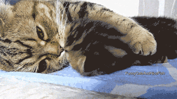 Cat Hug GIFs - 110 Moving GIF Pics