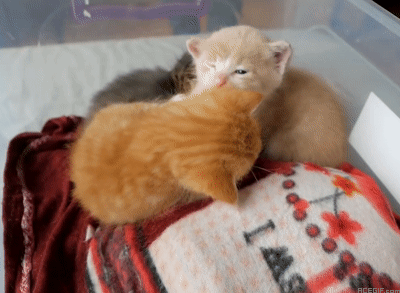 cat-hug-29-kittens-hug-in-box-acegif