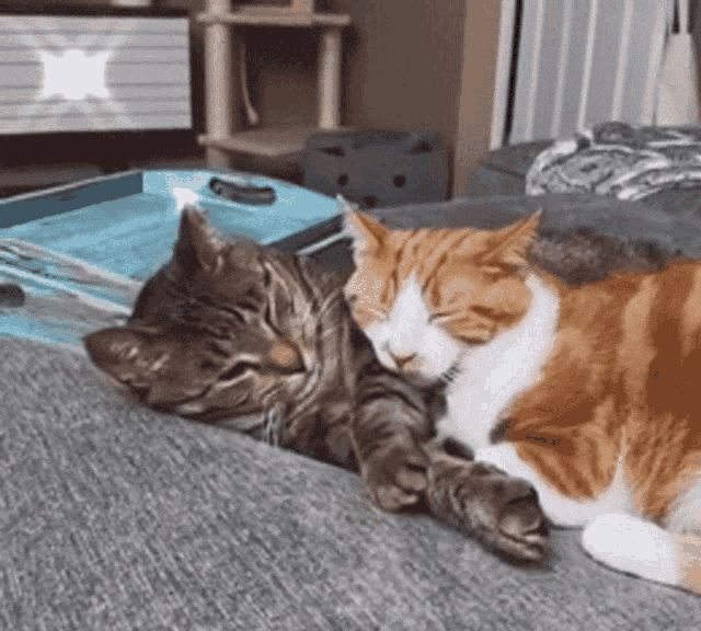 cat-hug-29-teo-sleepy-cats-hug