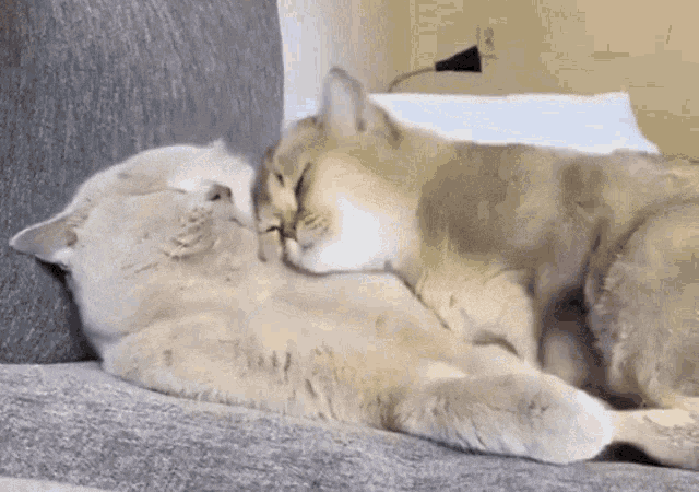 cat-hug-3-two-fluffy-cats-hugging
