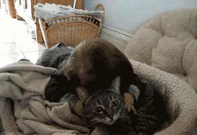 Cat Hug GIFs - 110 Moving GIF Pics